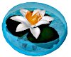 Lotus in Water Bowl