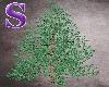 Green Spruce 3