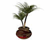 Palm In African RedPot