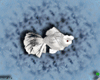 [AM]WBLionChuGoldFish