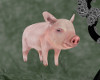 !T! Avi | Pet Pig 2