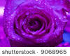 Purple Rose Cuddle