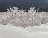 Winter Heather Bushes