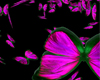 Pink Butterfly effect