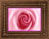 Pink Passion Rose