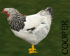 !A a chicken