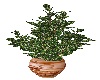 Rustic Potted Plant
