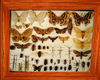 moth specimens frame