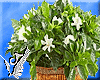 Gardenias in a basket