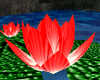 {LL}WATER LILY RED