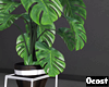 Modern Indoor Plant v1
