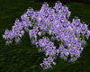 Purple Flowers Ground Co