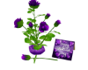 Vase of Valentine's Rose