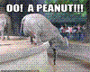 (Maru) Peanut!