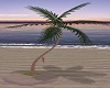 Sunset Beach Palm Tree 2