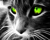 green cats eye ~lon~