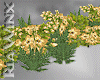 Golden Fall Flower Patch