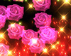 Stars,roses bundle