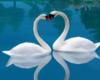 swans love