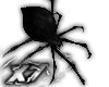 spider ★彡