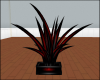 Red N Black Plant