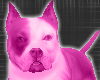 *-*Pink Dog Pet