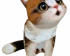 Kitten ~ Pet  Panchita