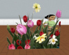 tulips n daffodils