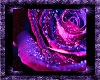 Purple Passion Rose 1