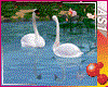 [AS1] Swans in Love