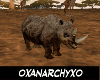 African Rhinoceros 