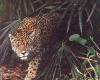 Jaguar5