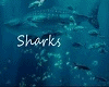 Sharks - Imagine Dragons