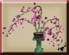 Cherry Blossom Plant