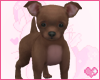 baby chihuahua