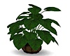 Tropical  Planter