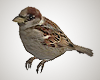 Garden Sparrow 