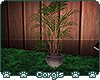 c; Doghouse Big Plant