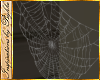 I~Spiderweb 2