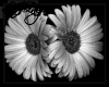 B&W Gerber Daisies