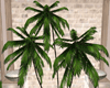 "SAV" HOPE FOUNTAIN PALM
