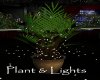 AV Plant & Lights