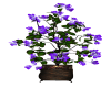 Flowering Potted Plant