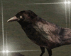 Crows Tree ani