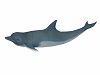 Animated Dolphin swim