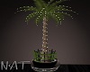 Isolation Potted Palm