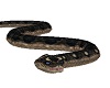 Anaconda Snake M