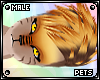 [PETS] Tigger | hair v6