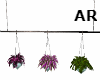 *AR* Hanging Plants