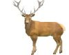 JE11 Deer Stag Buck